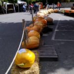 zucca_1