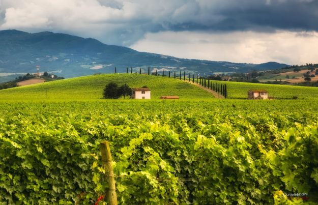 Vigna di montecucco