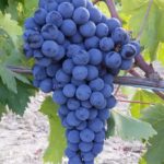 le vigne 4