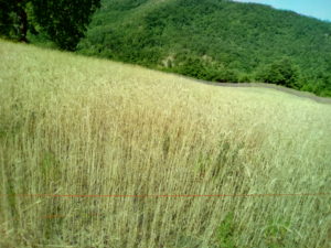 antiche sementi1