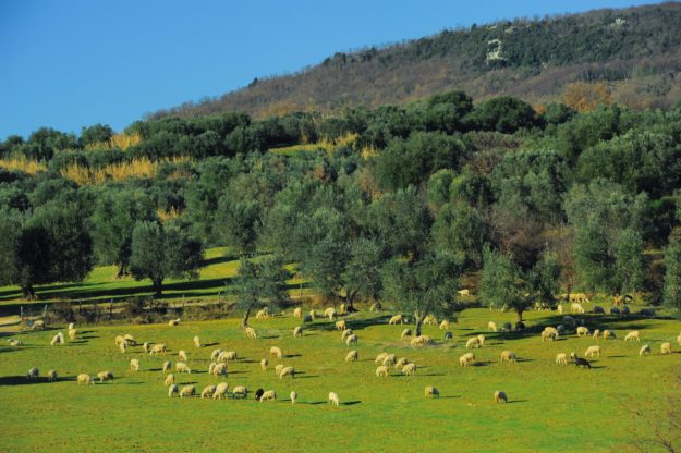 olivi_colline_1