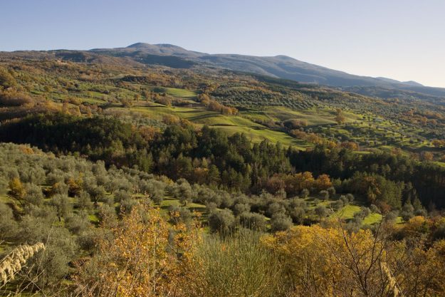 Paesaggio-Olivi-Amiata