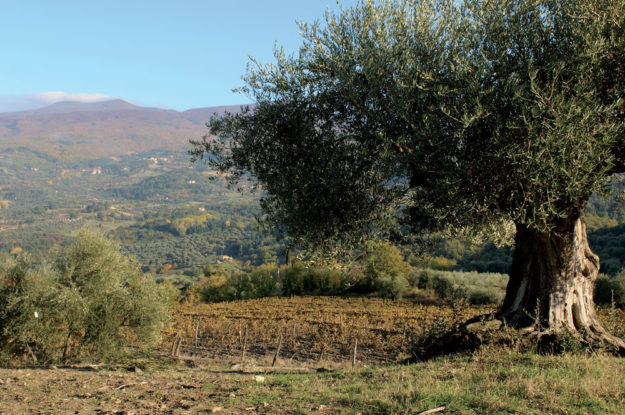 Fondale-amiata-olivo_web
