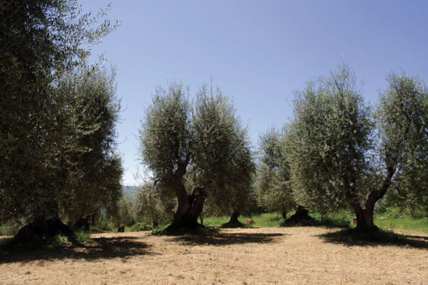 Le_olivastre_web