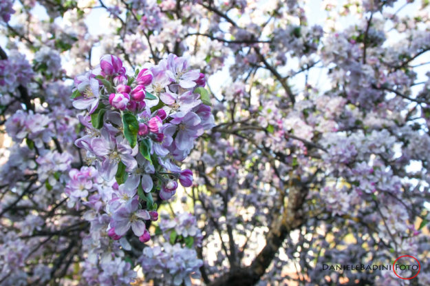 primavera