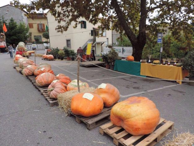 zucca_bachiorra