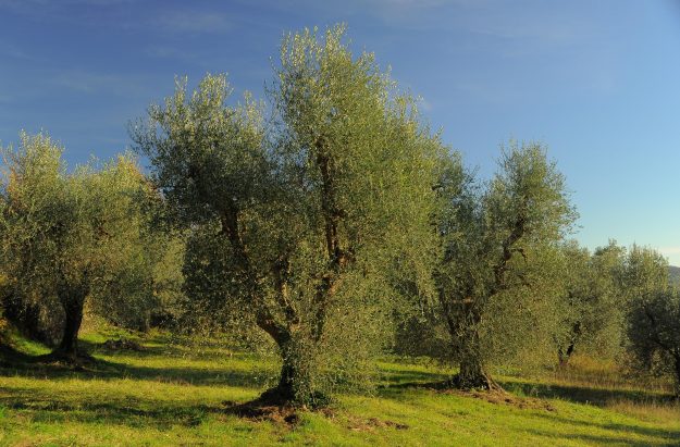 olivi