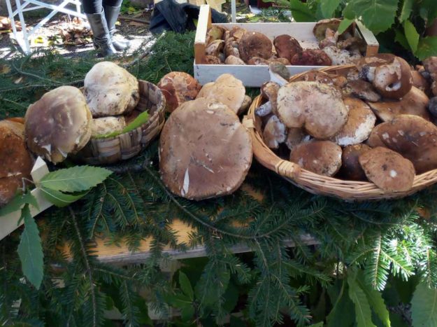 Funghi porcini appena raccolti