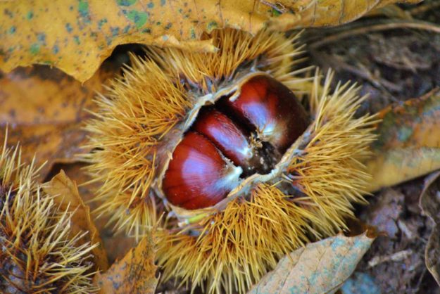 castagne dentro un riccio
