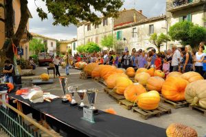 Tante grandi zucche in mostra