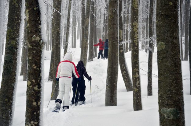 Ciaspolata tra la faggeta amiatina Ciaspolata tra la faggeta amiatina