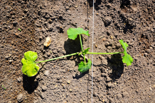 una piantina che sta crescendo