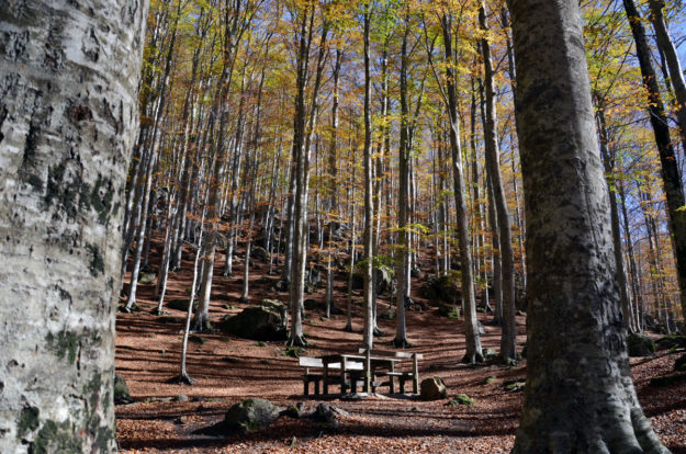 Il bosco del Monte Amiata