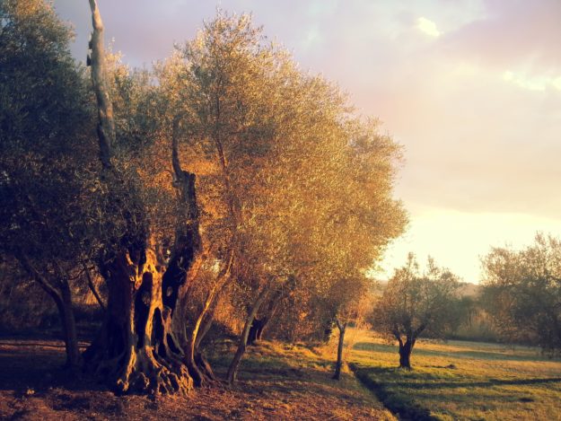 Un olivo in un campo
