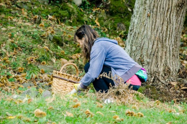 raccolta delle castagne Una signora durante il momento della Raccolta delle castagne