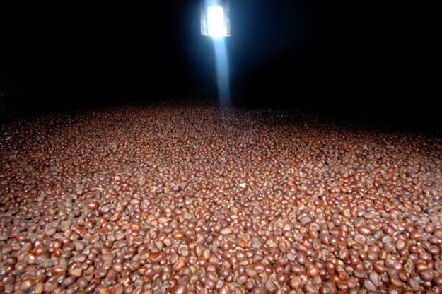 Le castagne nel seccatoio in fase di essicazione