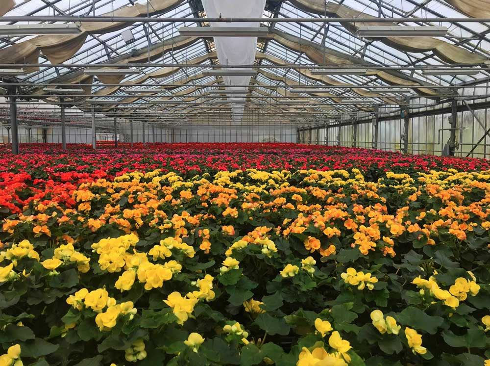 serra-floramiata-fiori-colorati