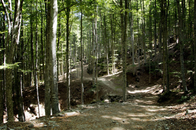 Un sentiero in mezzo alla Faggeta