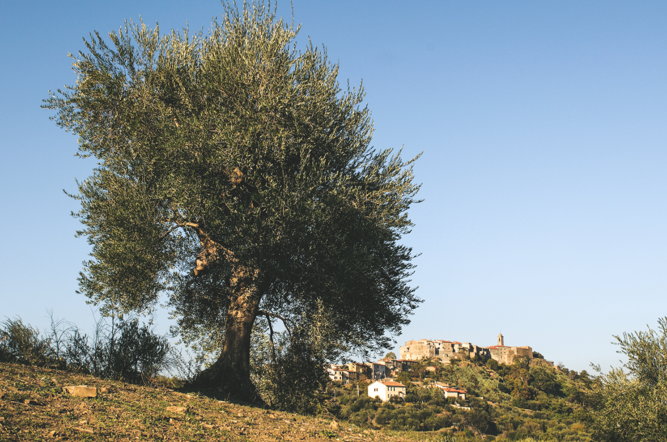 L’oliveto Poderi Borselli e Montegiovi