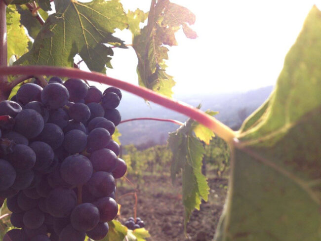 12052600_1018305724856863_4892521961802078187_o