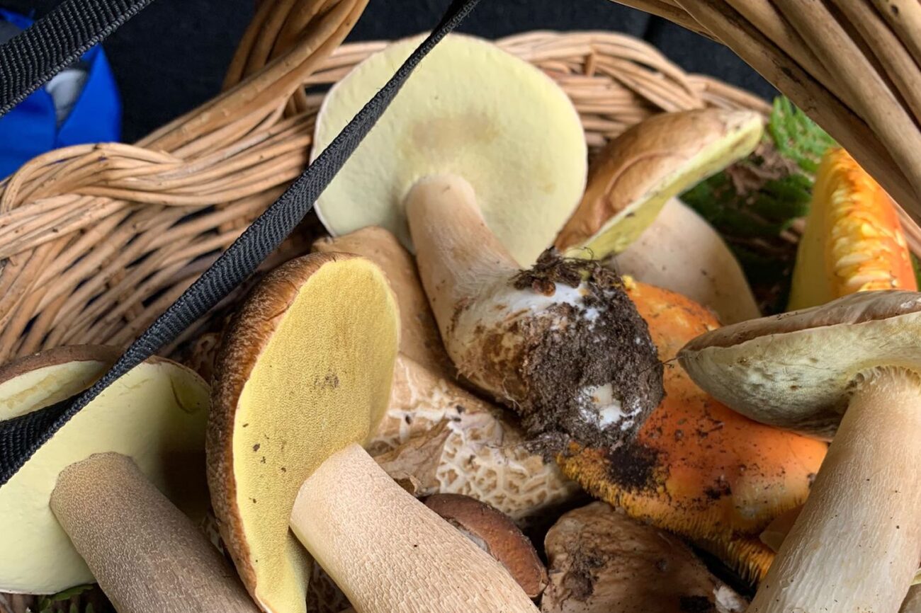 Funghi_Amiata-1