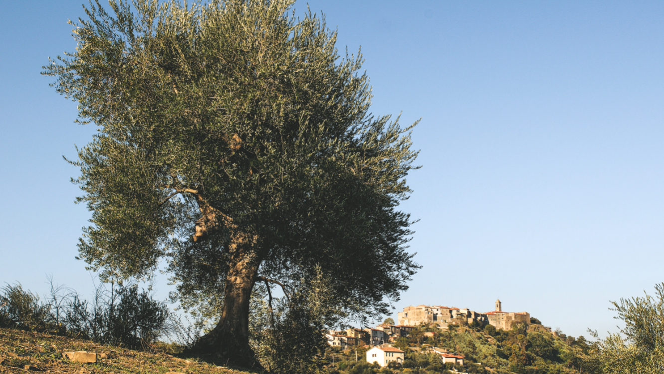 Loliveto-Poderi-Borselli-e-Montegiovi