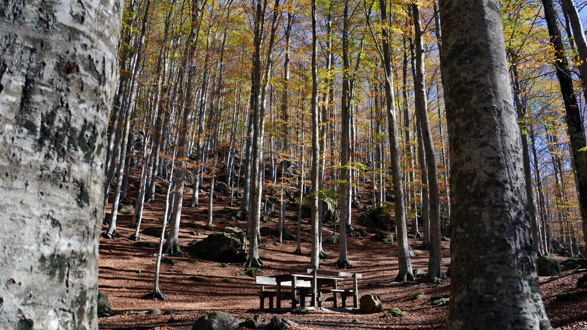 Monte_Amiata_Panchina_Faggeta