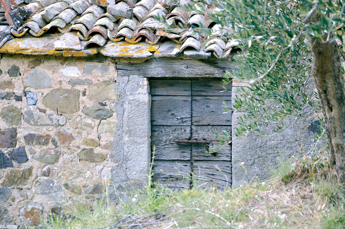 capanno olivo campagna montelaterone