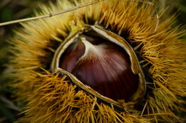 castaggna lappa amiata colori autunno