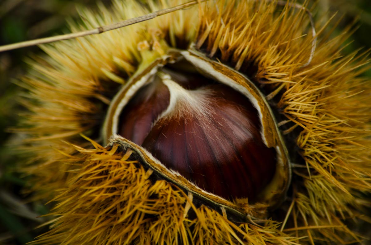 castaggna lappa amiata colori autunno
