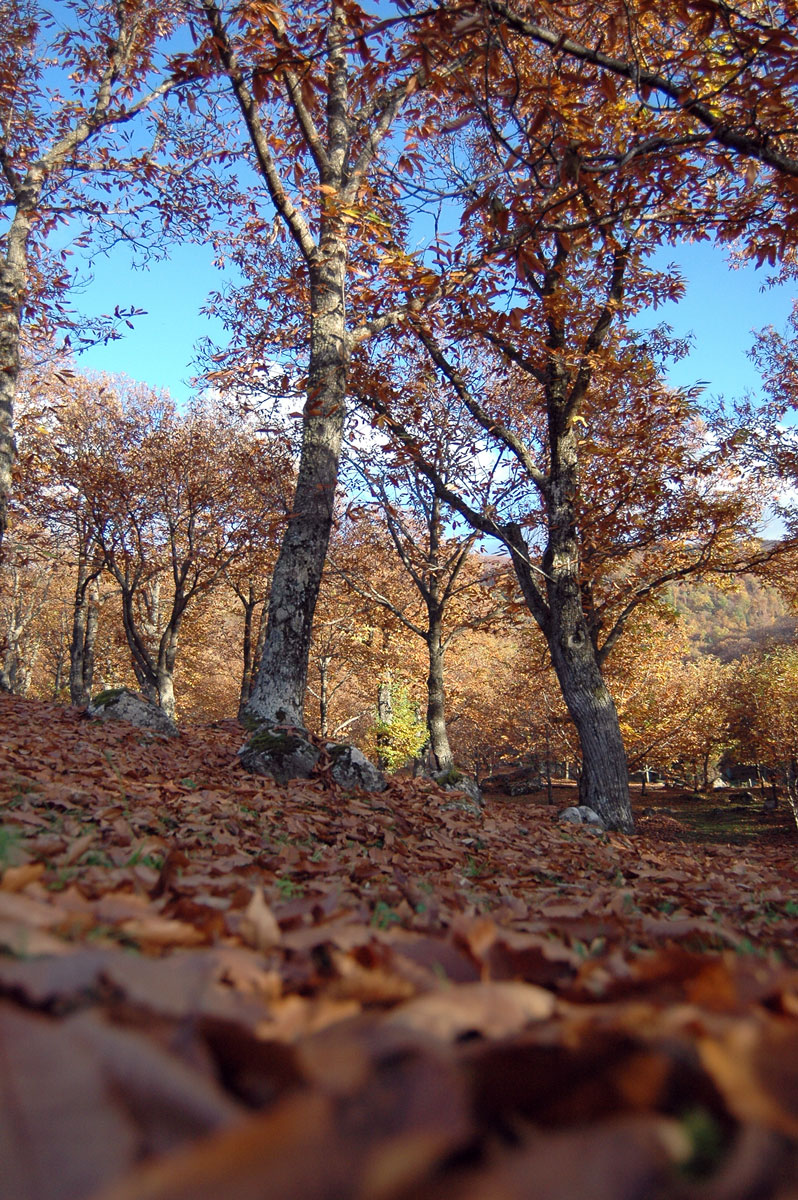 castganeto autunno colori amiata