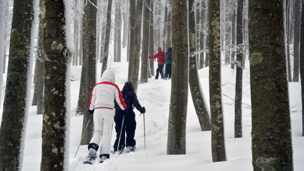 ciapolata-gruppo-alberi