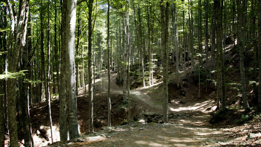sentiero-cantore-macinaie-amiata
