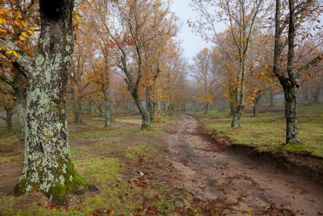strada castagneto arcidosso autunno